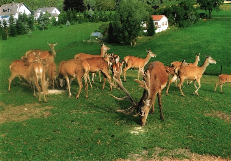 Wildspezialitäten aus dem heimischen Revier und aus der eigenen Jagd