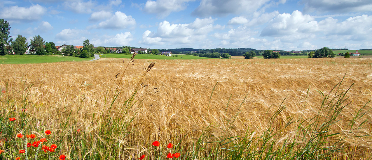 Hausgemachte Fleisch- und Wurstspezialitäten in bester Qualität und Frische